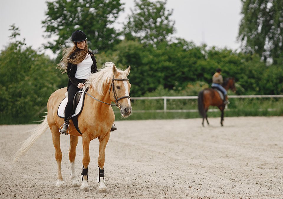 Tout savoir sur les stages d’équitation des Écuries Saint-Dominique près du Castellet : De la découverte au perfectionnement